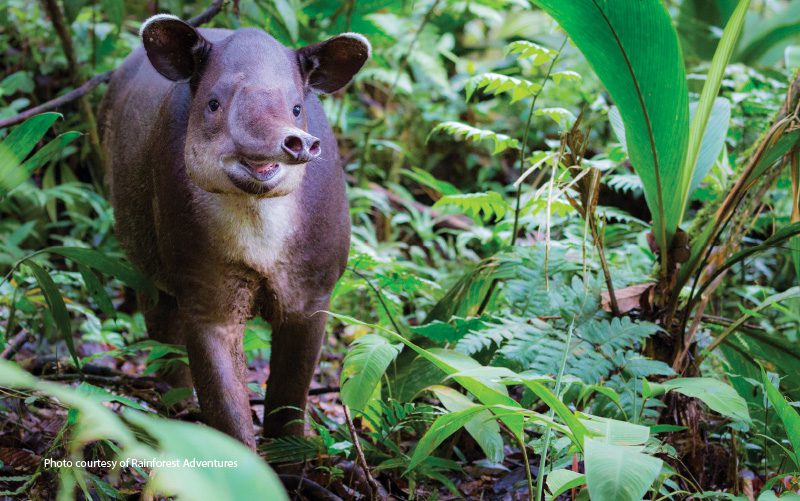 tapir in the wild costa rica