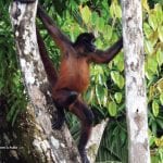 monkeys-in-piedras-blancas-national-park-osa-costa-rica