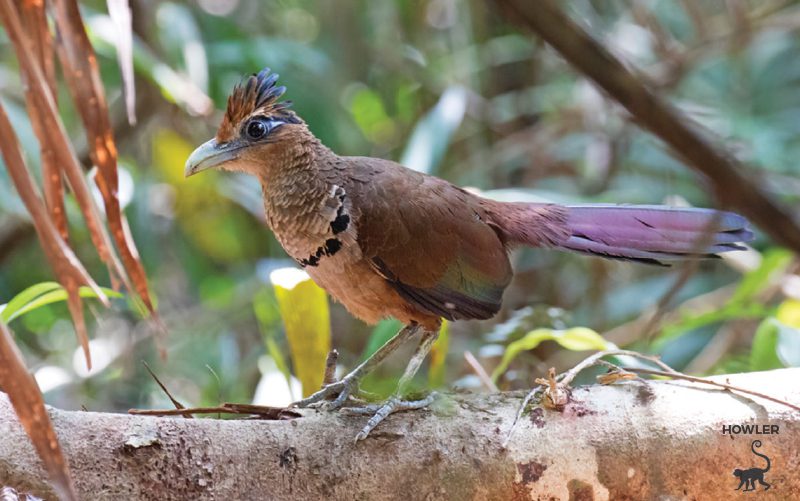rufous-vented-ground-cuckoo-bird-costa-rica