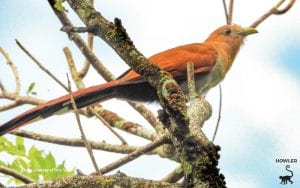 squirrel-cuckoo-bird-costa-rica
