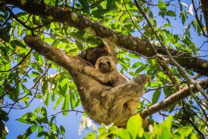 Sloth Tours and More in Guanacaste