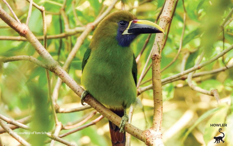 ציפור ירוקה בקוסטה ריקה