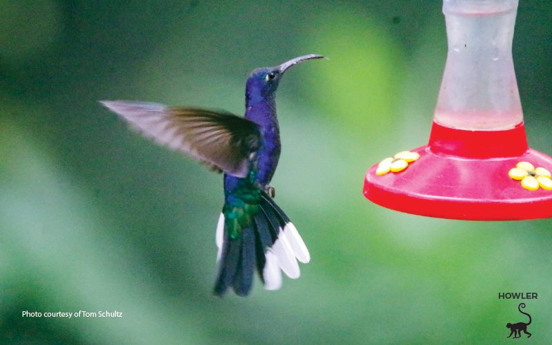 blauer Kolibri in Costa Rica