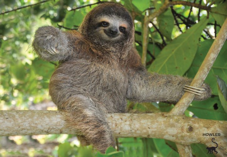 three-toed sloths in costa rica