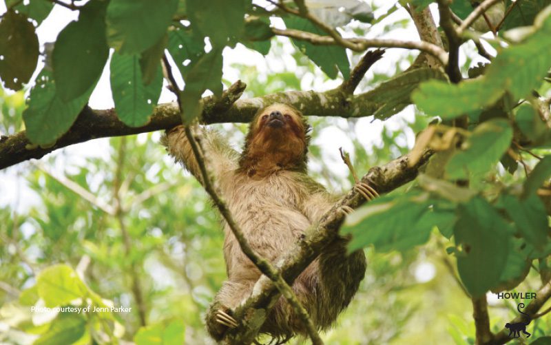 sloths near Tenorio National Park and rio celeste