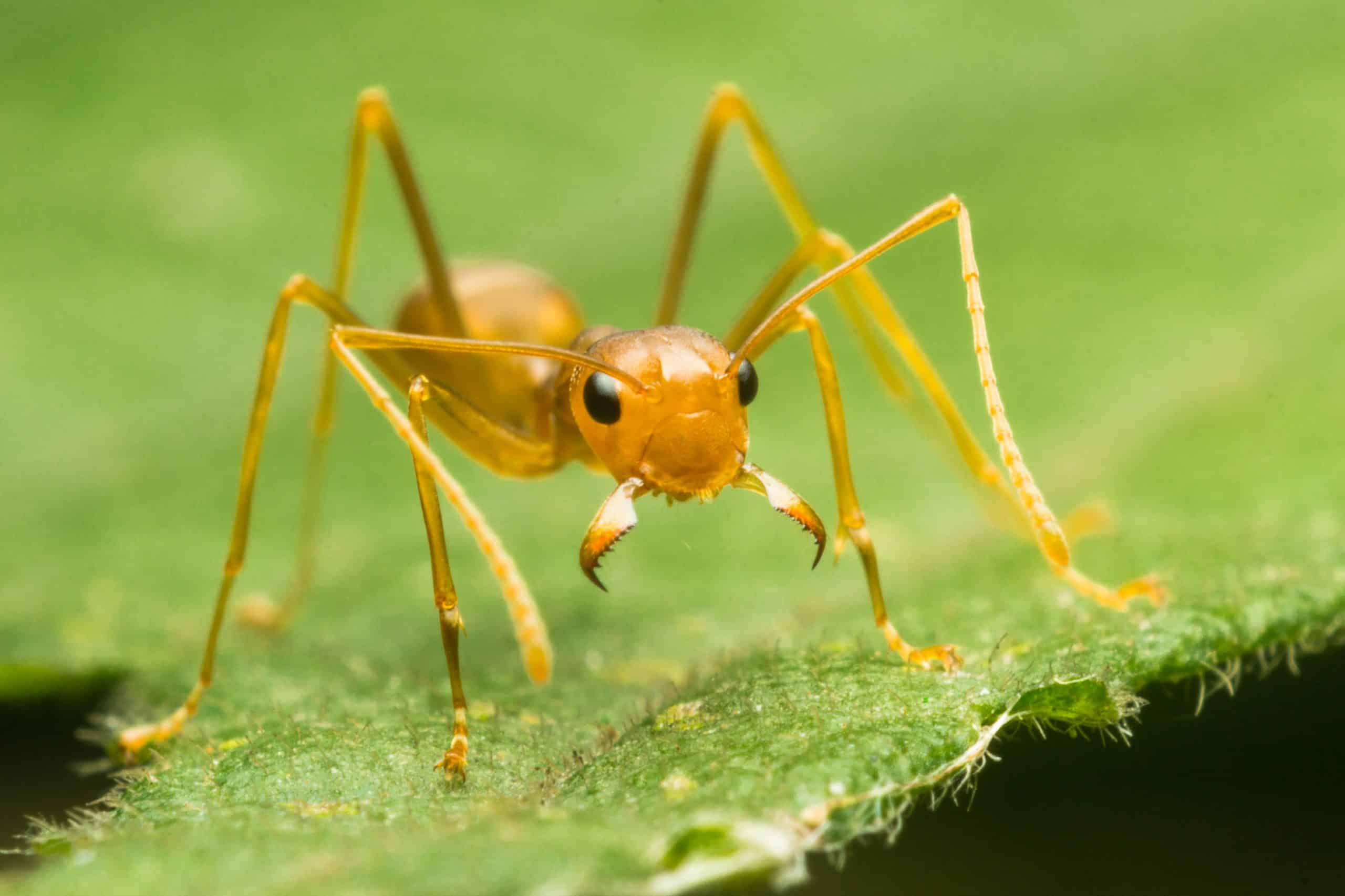 shutterstock_1197480601