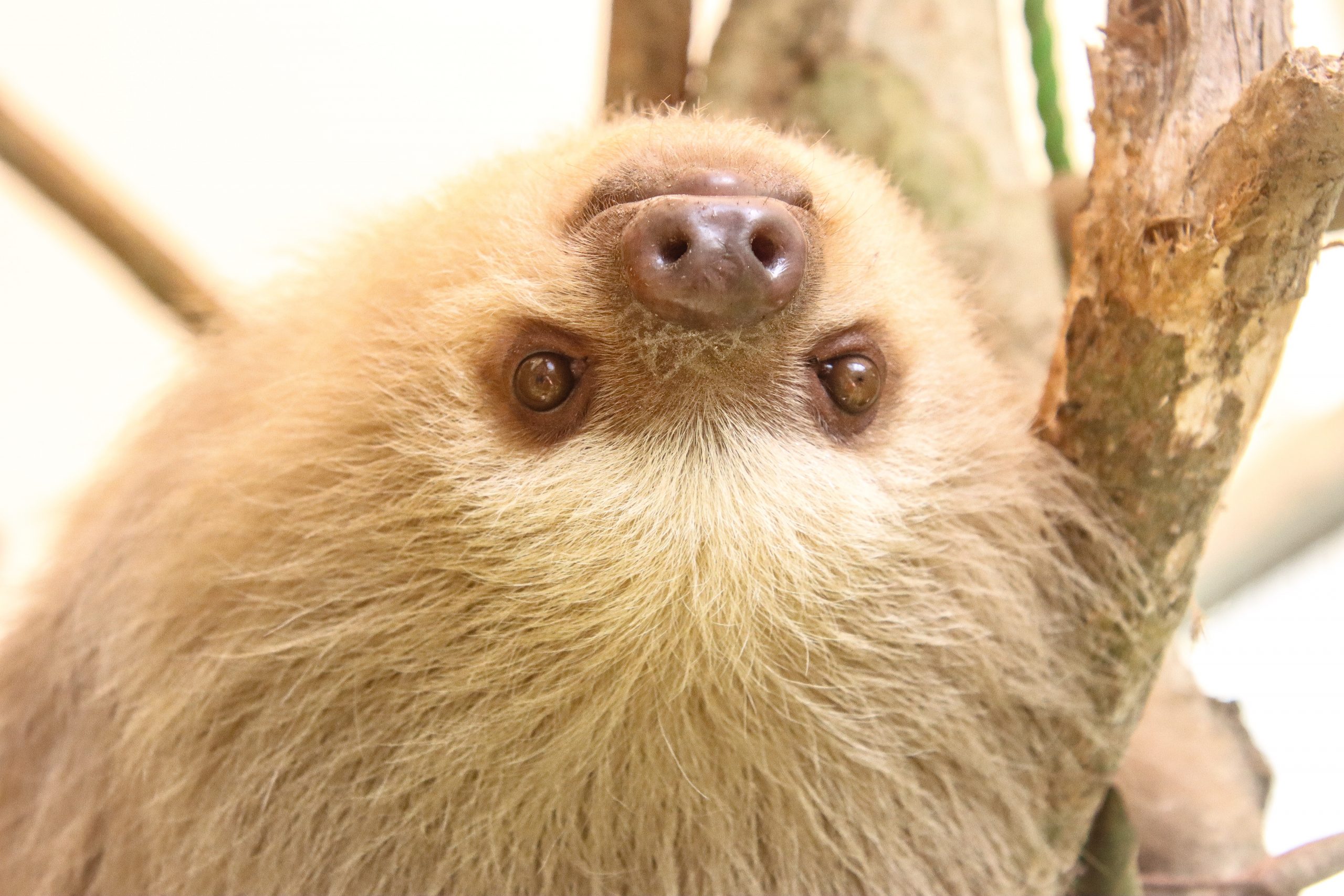 PSX_20200919_194120 sloth