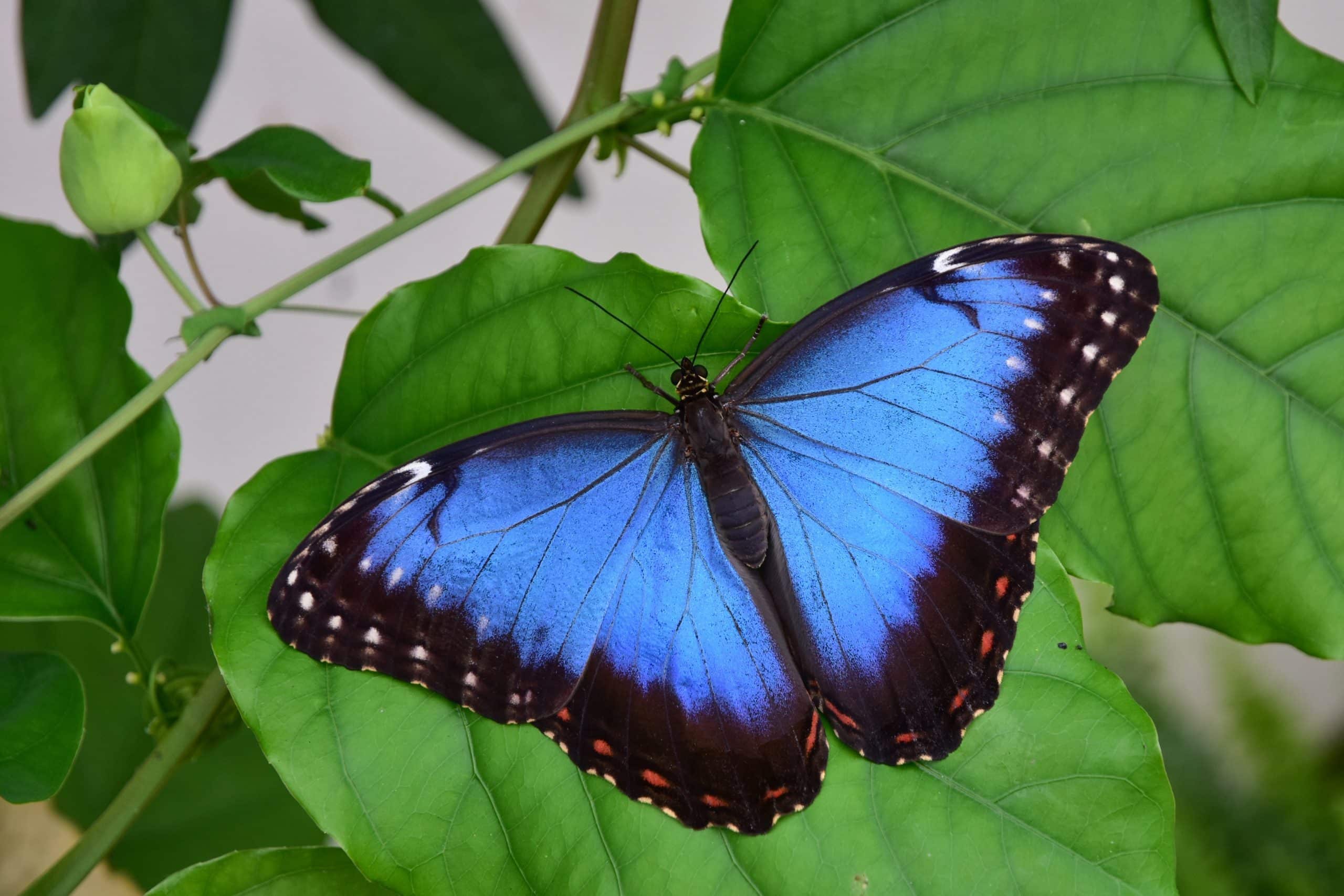 Blue,Morpho,Butterfly,,Morpho,Peleides