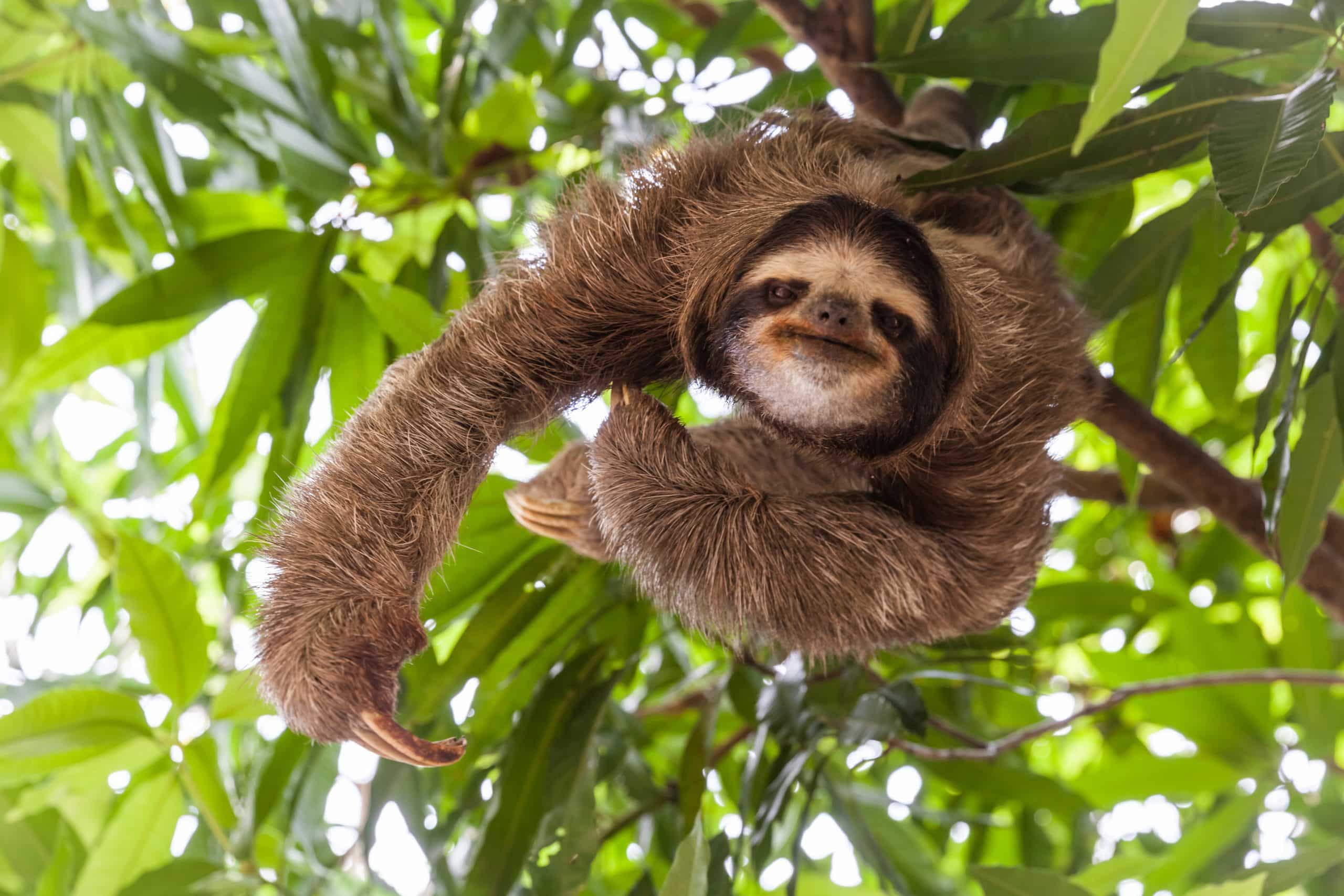 The,Sloth,On,The,Tree Sloth haning out