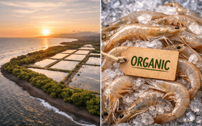 Shrimp Farming in Costa Rica