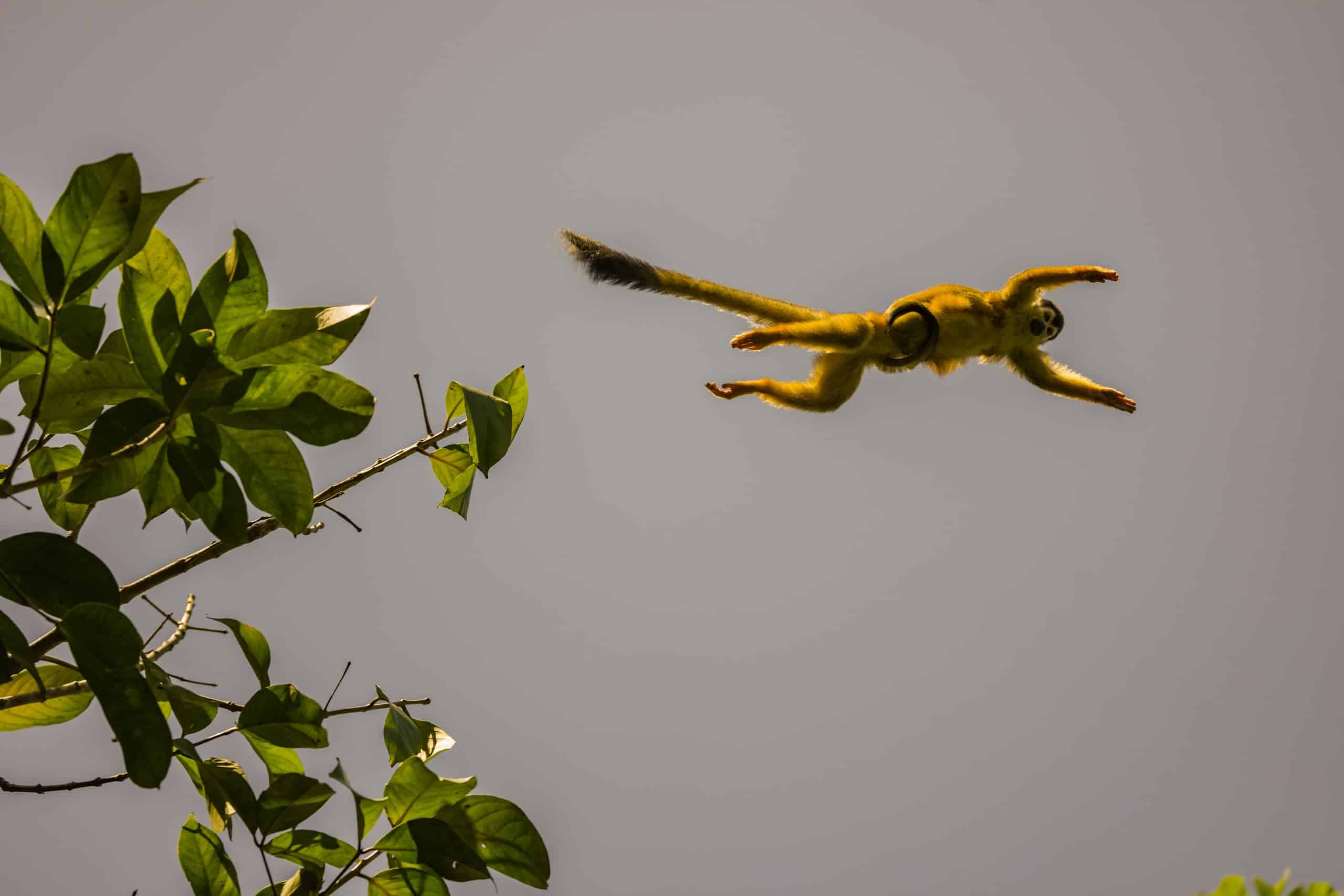 TI Squirrel monkey jump