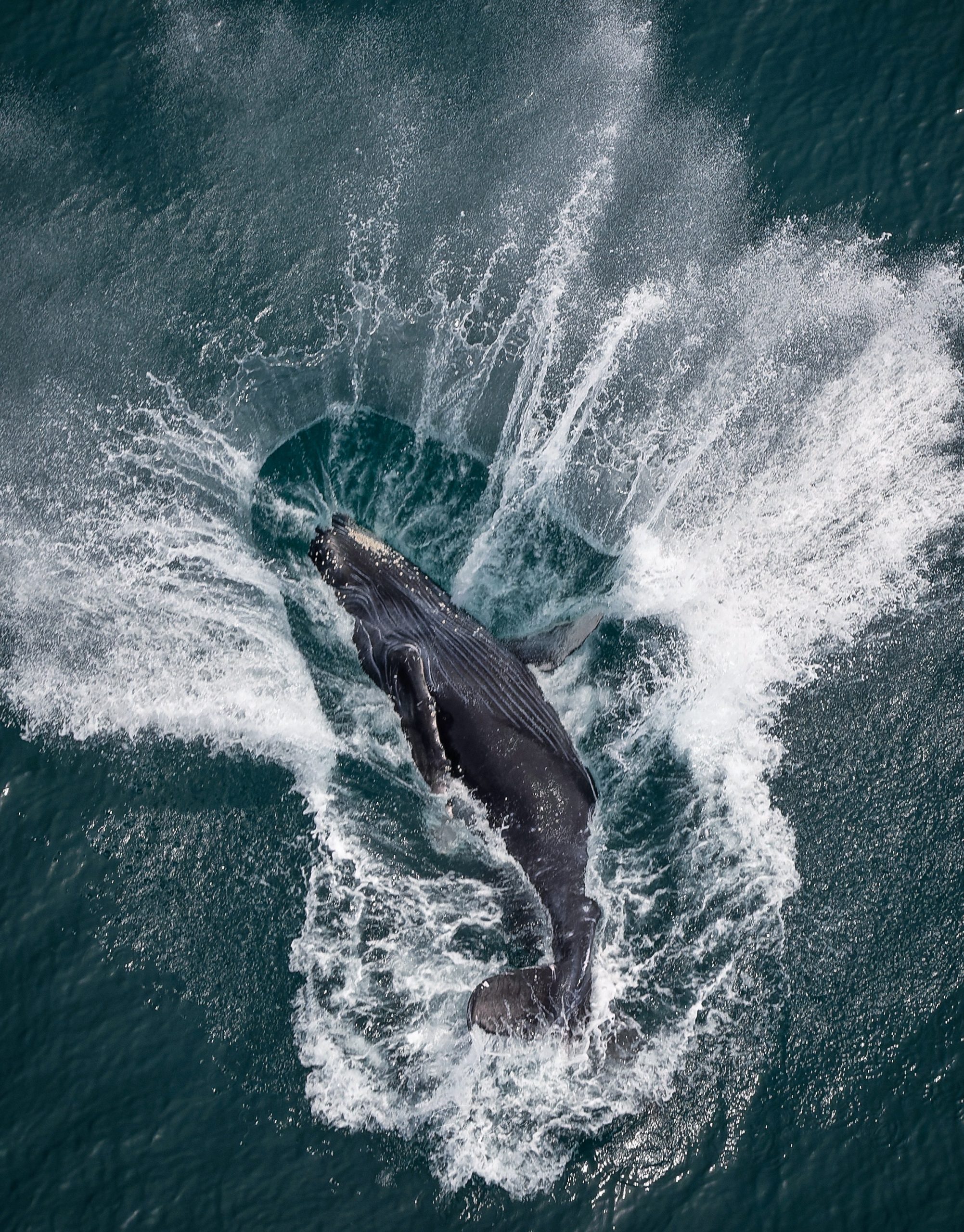 DSC_6687-NEF_DxO_DeepPRIME