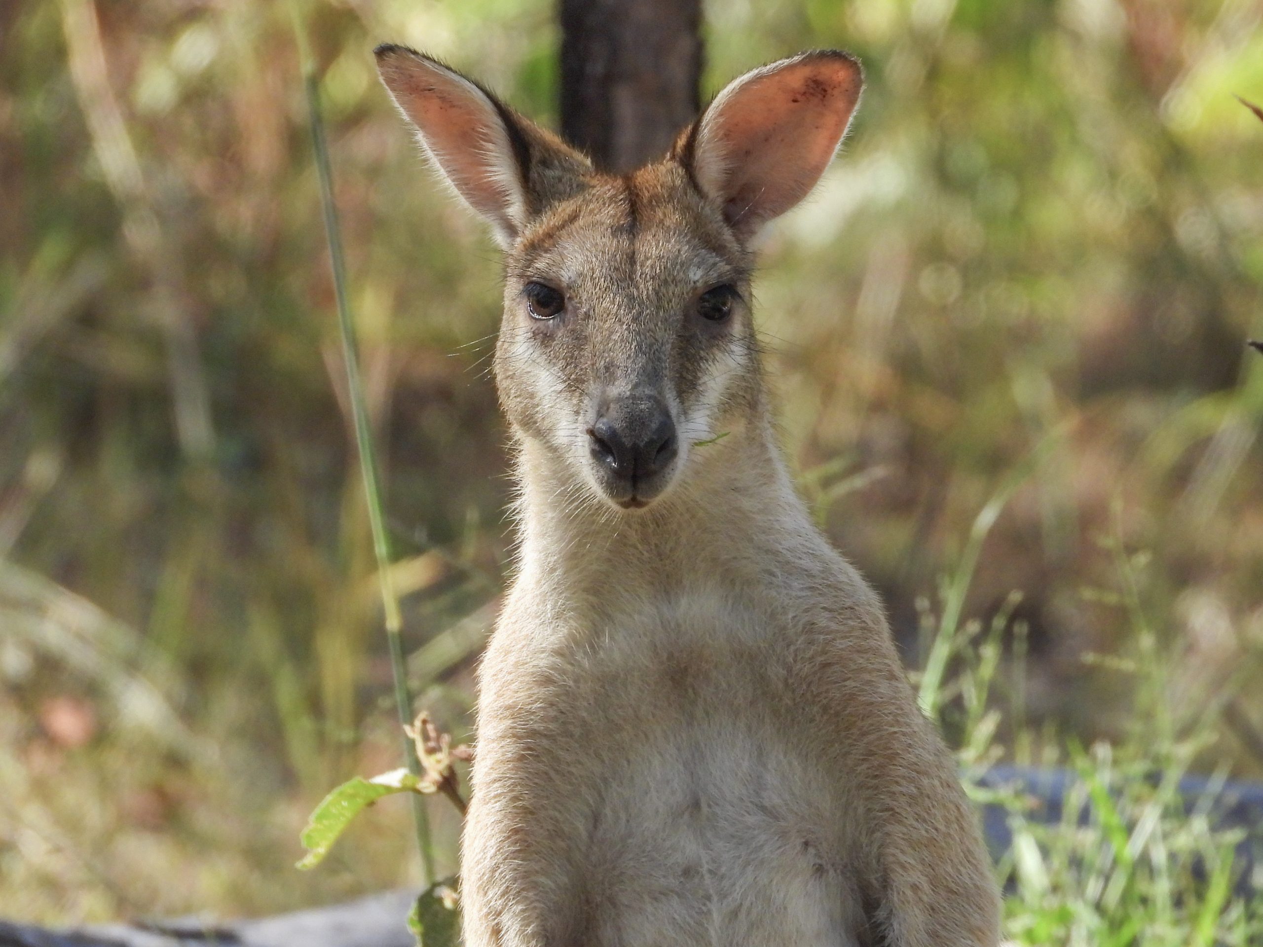 Agile wallaby, Kakadu National Park