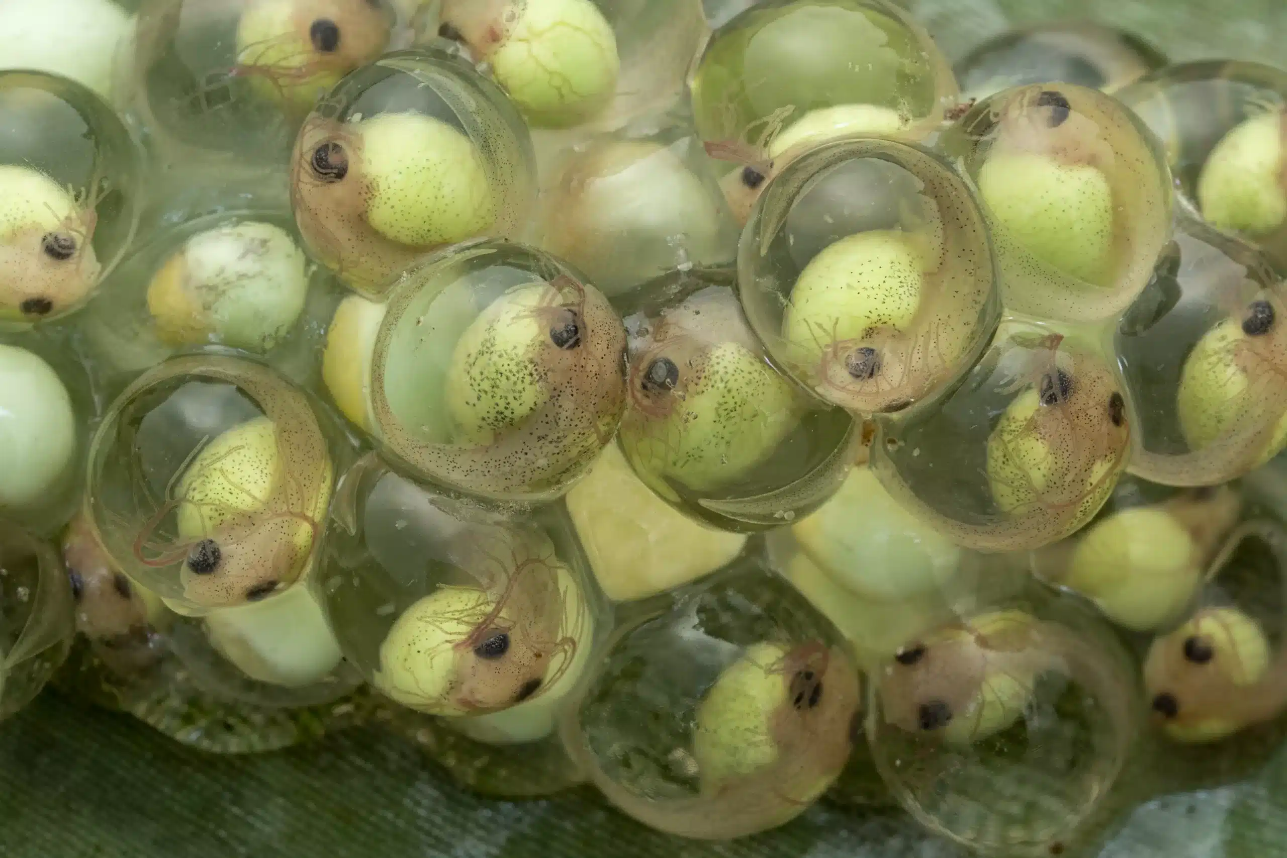 Embryos of the Red Eye Frog Red eye frog embryos