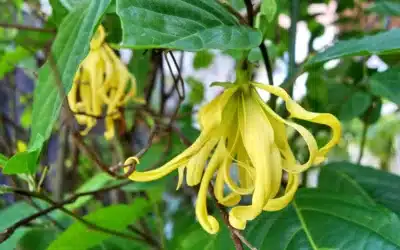 Ylang-Ylang Trees Found in Costa Rica and the Secret Behind Chanel No. 5