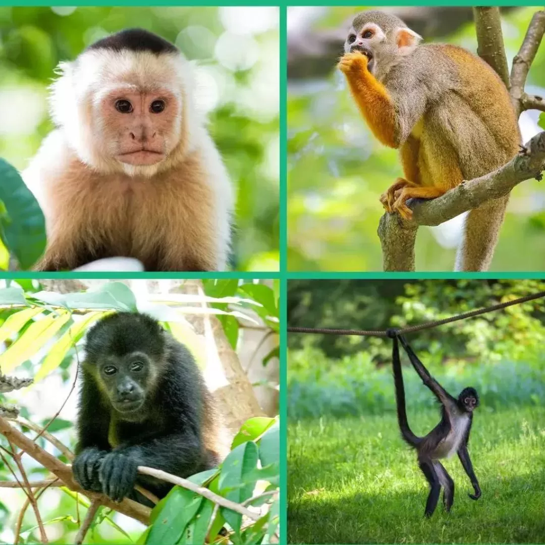 Monkeys abound in Costa Rica