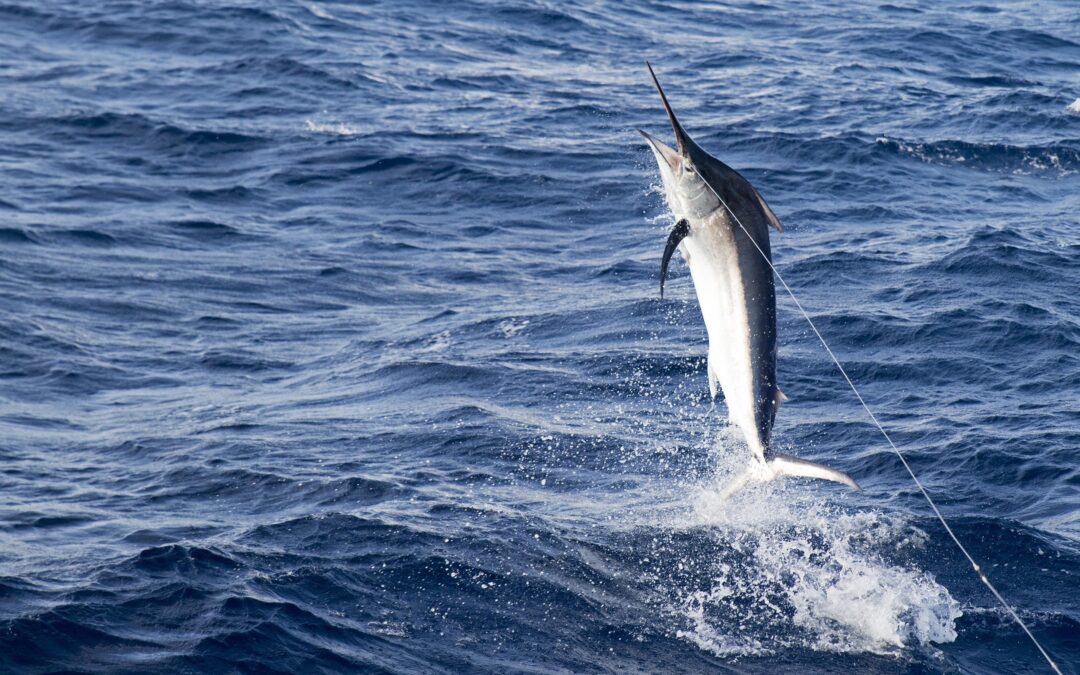 The Angler’s Guide to Costa Rica: Fishing Seasons, Best Arrival Airports, and Nightlife Near Top Marinas