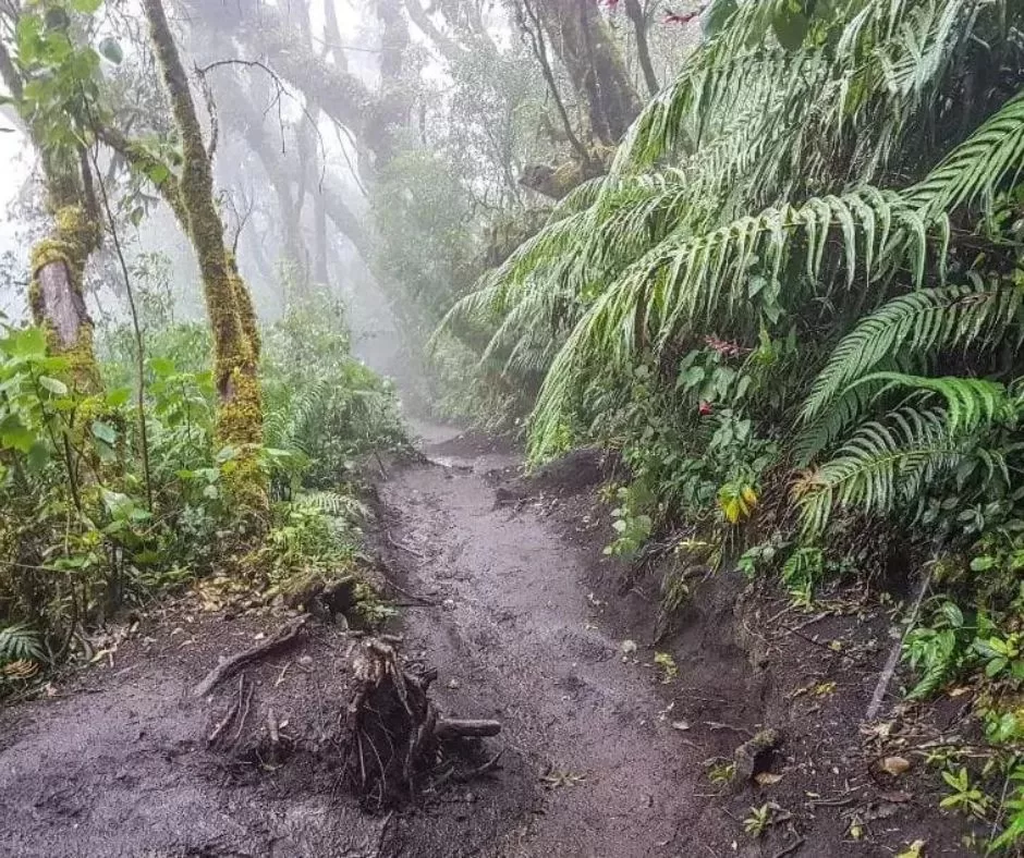 wet trail in Arenal