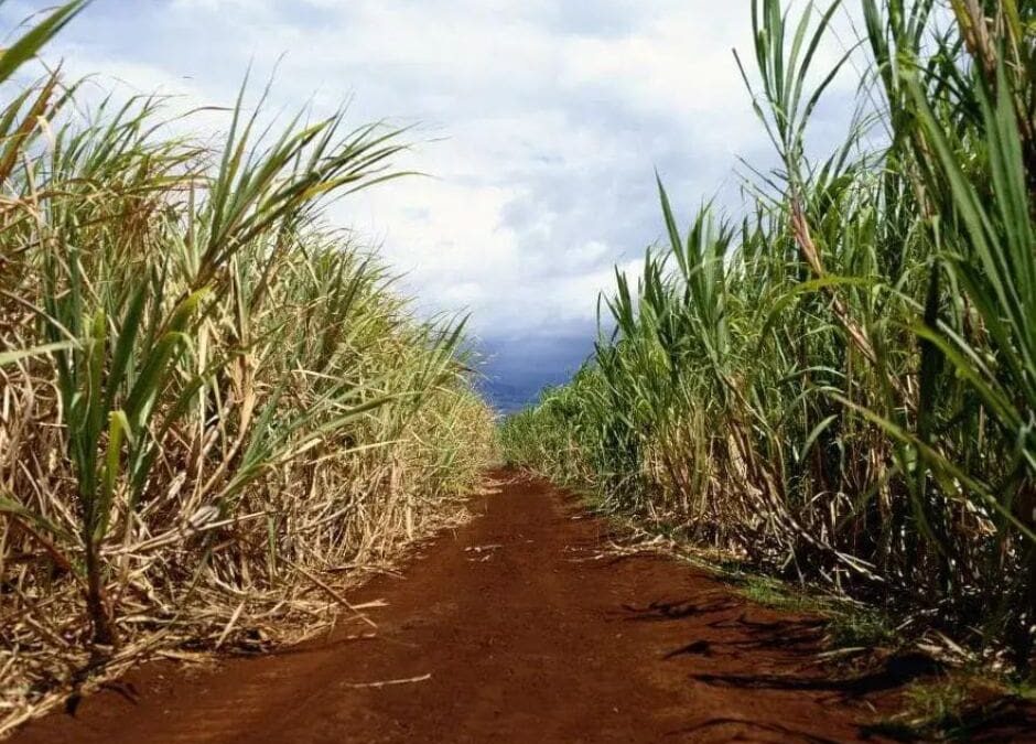 Agricultural Parcels (property subdivision)