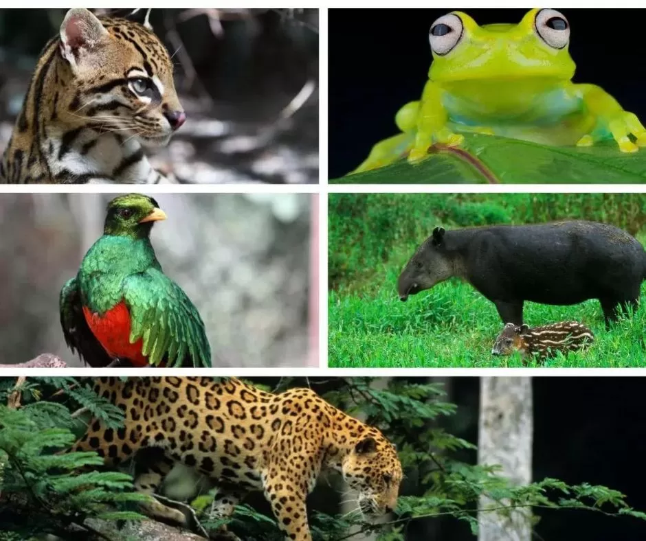 Elusive creatures of Costa Rica