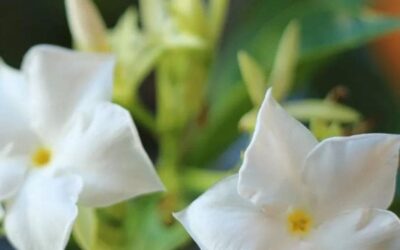 From Near Extinction to Floral Splendor: The Story of Plumeria pudica