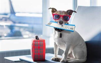 Dogs Returning to USA