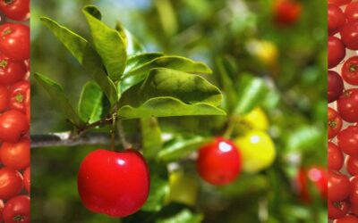 Acerola: Costa Rica’s Superfruit with Supercharged Vitamin C