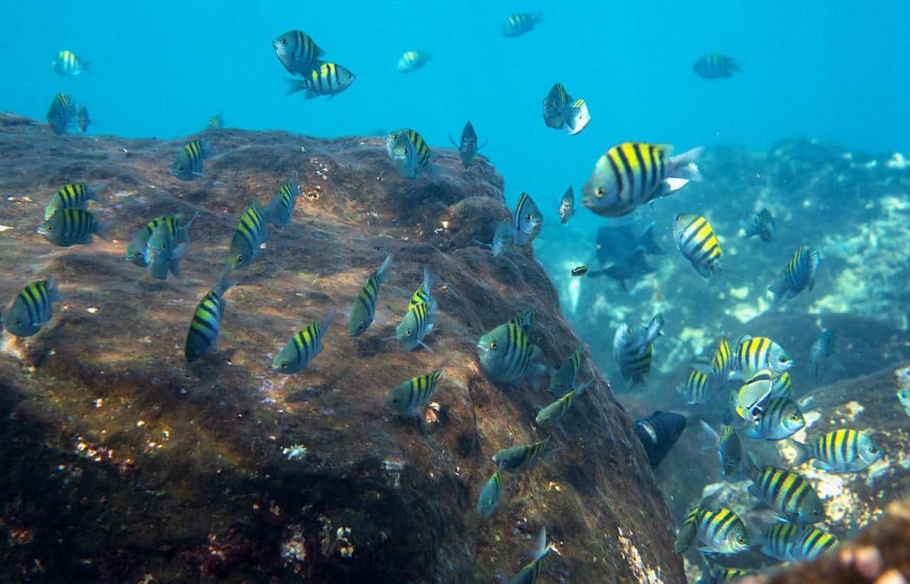 paul reef fish