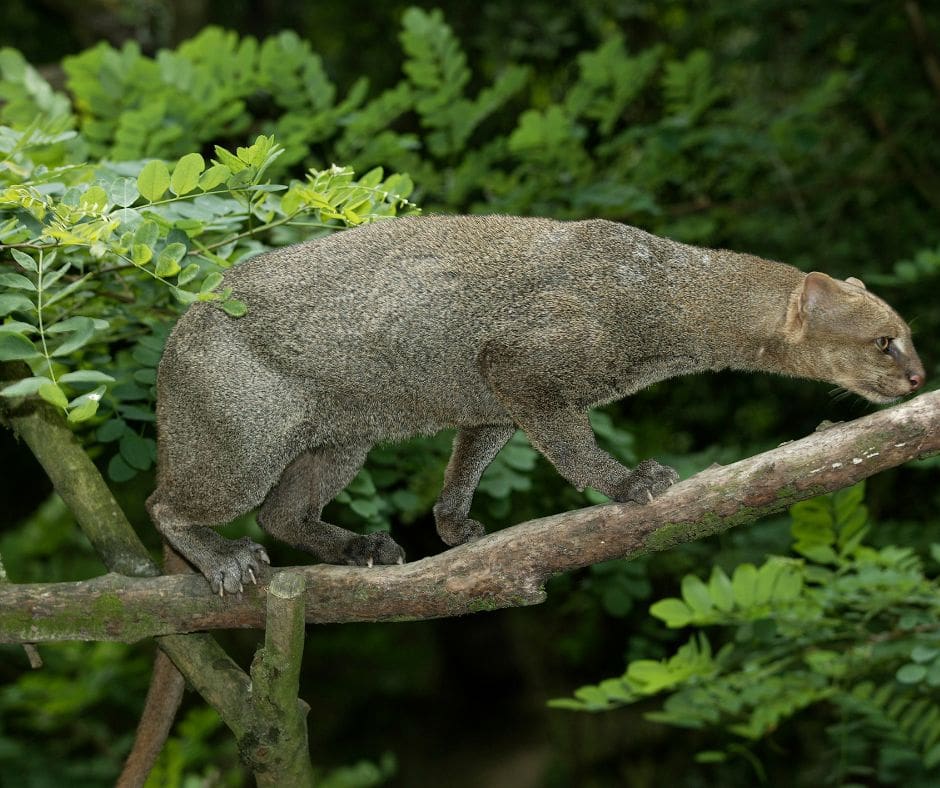 Untitled design – 2024-07-13T103749.758 Jaguaruni