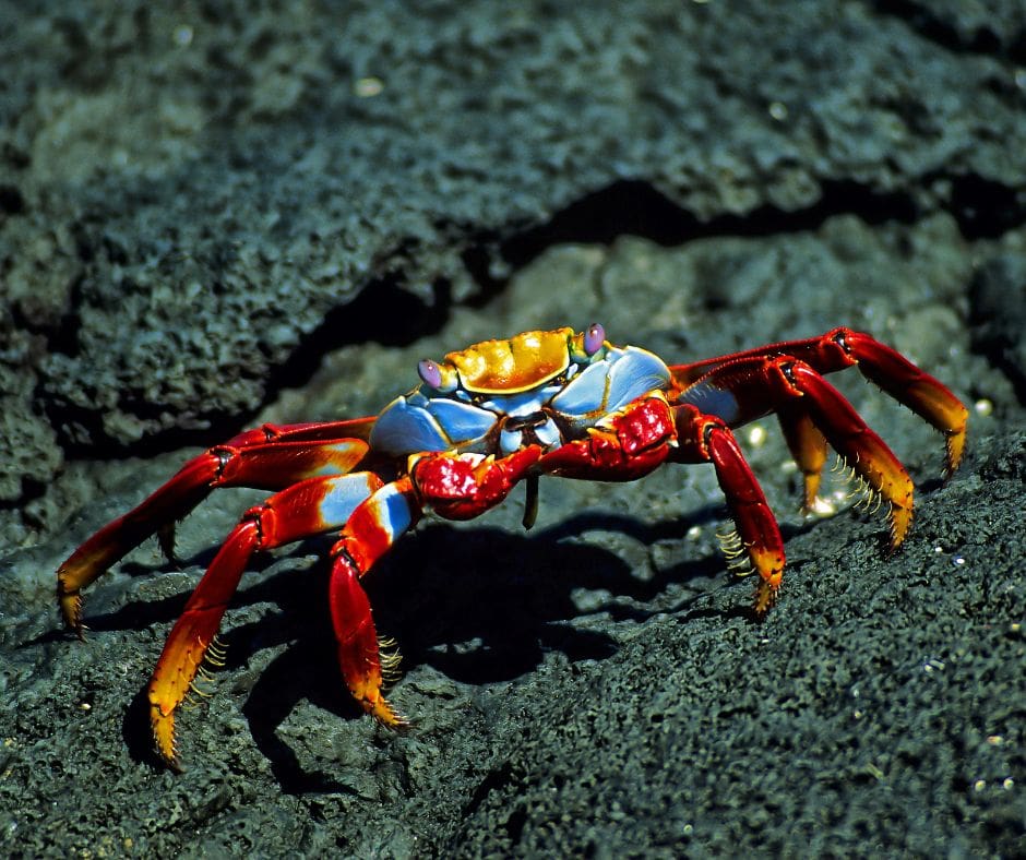 Untitled design – 2024-08-05T081707.613 Sally Lightfoot crab