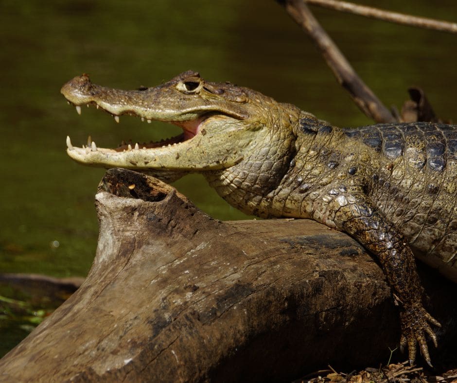 Untitled design – 2024-08-05T083524.529 Spectacled Caiman