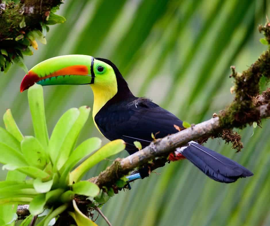 Untitled design – 2024-08-05T085019.608 Keel-Billed Toucan