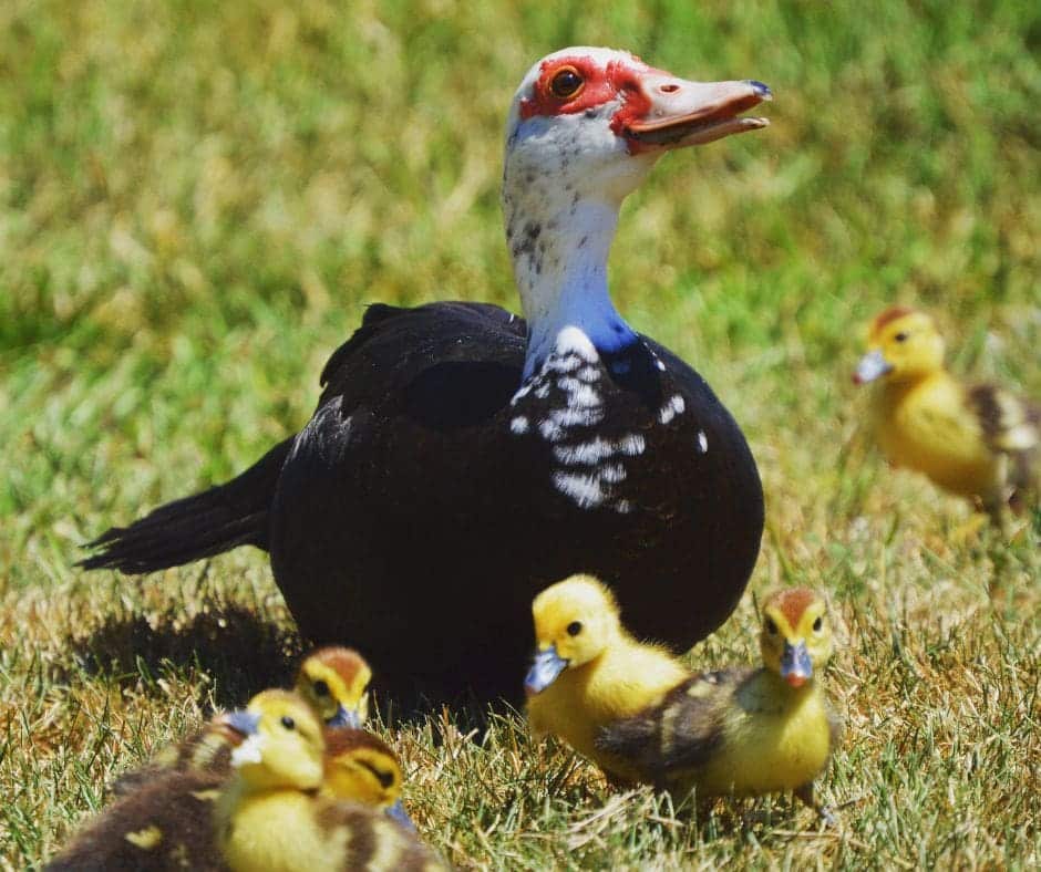 Untitled design – 2024-08-07T085608.468 Muscovy Duck