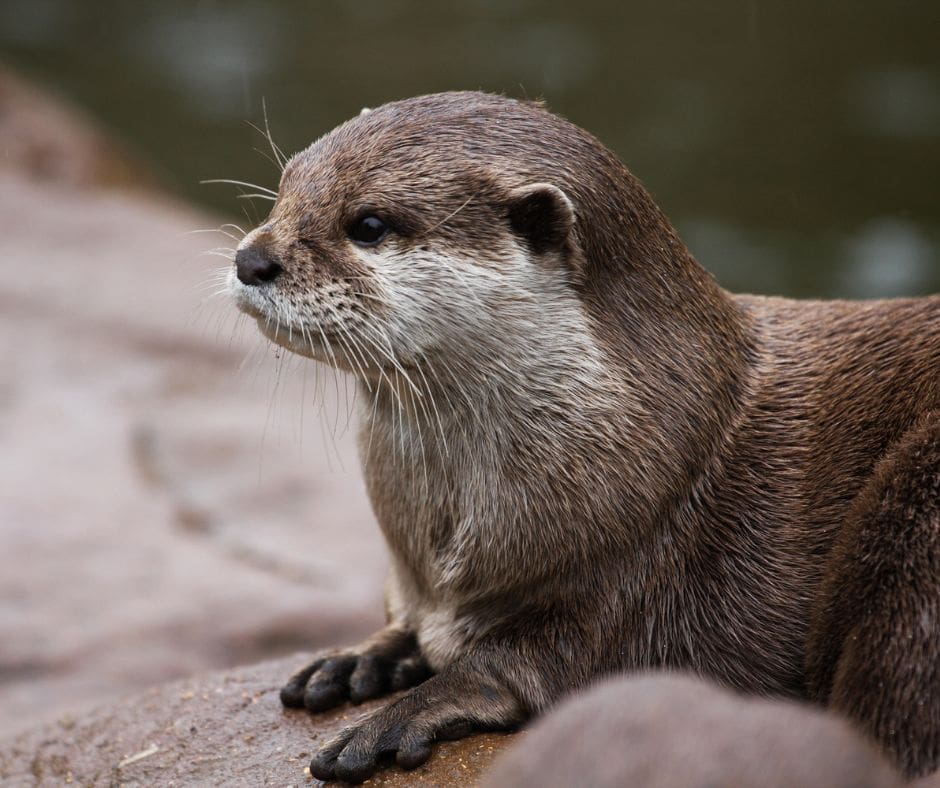 Untitled design – 2024-08-07T093144.044 Neotropical otters