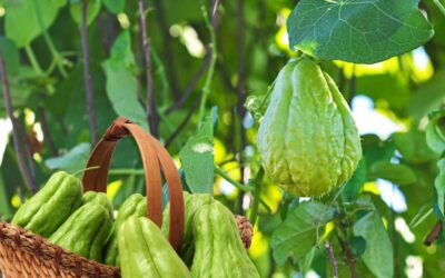 Chayote Chronicles: How a Fruit Masquerades as a Veggie in Costa Rica