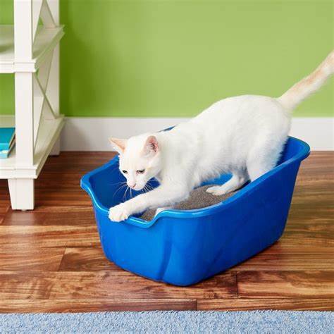 cat in litter box