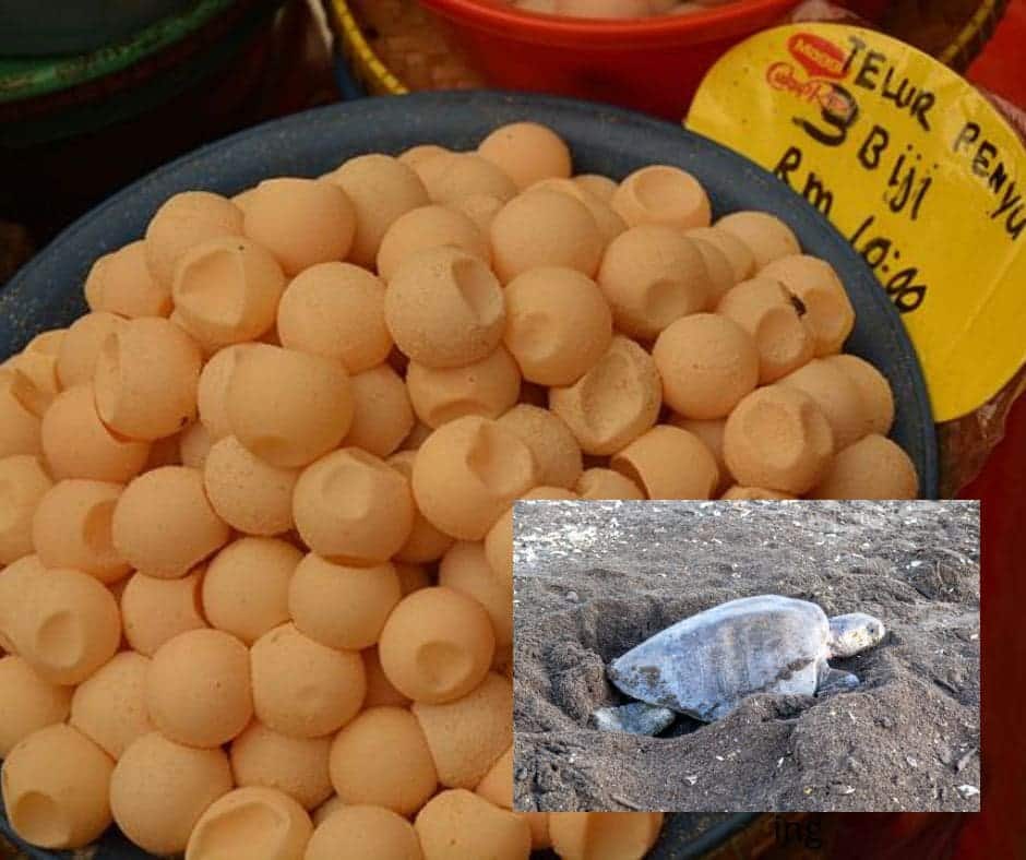 ing Sea turtle eggs