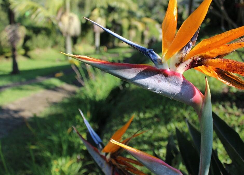 The New Face of Paradise: Gentrification and Its Impact on Costa Rican Communities