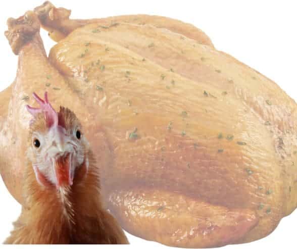 Pourquoi le Costa Rica pourrait aussi bien s'appeler « Costa Pollo » : un aperçu de l'obsession nationale pour le poulet