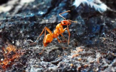 The Sting of Fire Ants: A Piquant Legacy in Indigenous Costa Rican Cuisine