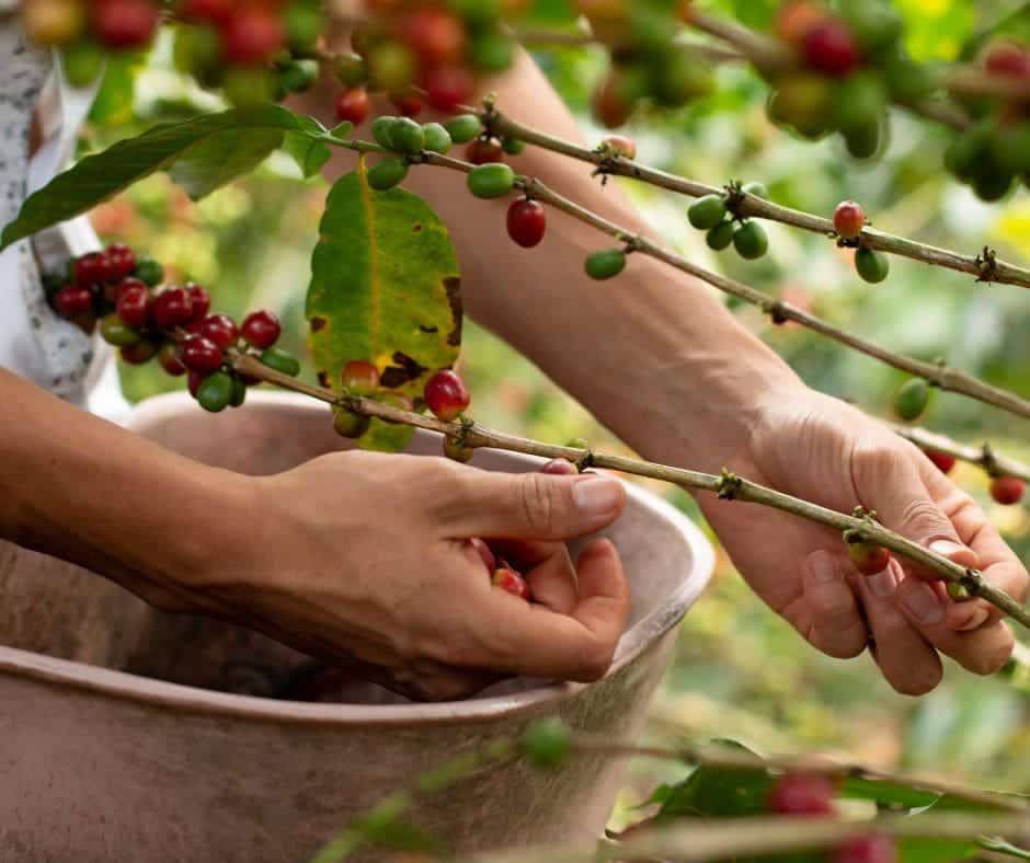 organic coffee