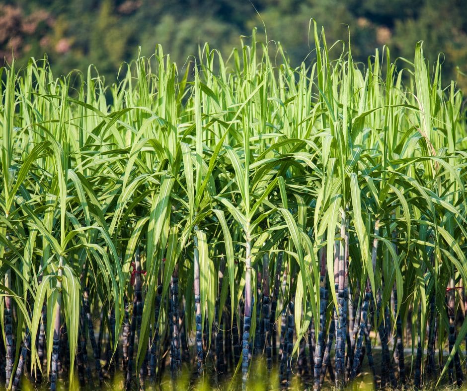 sugar Cane