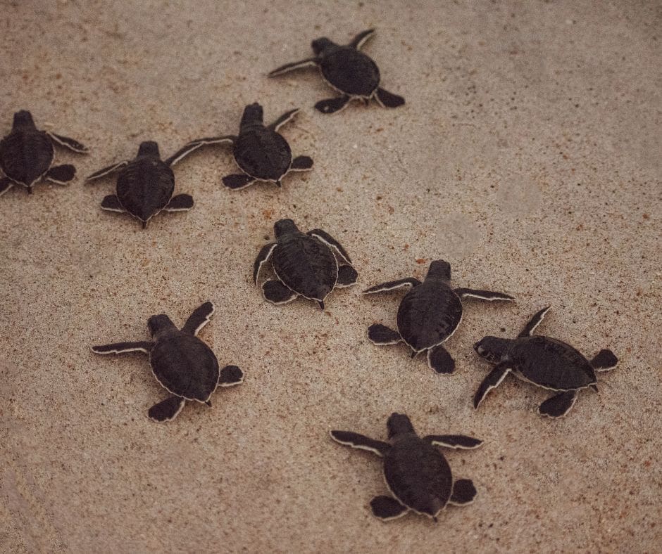 20 baby turtles