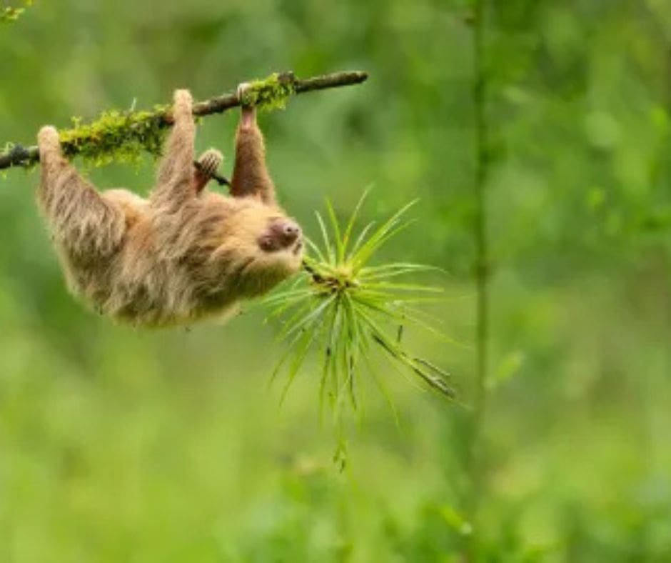 Untitled design – 2025-02-18T094439.638 Sloth medicinal vegitation