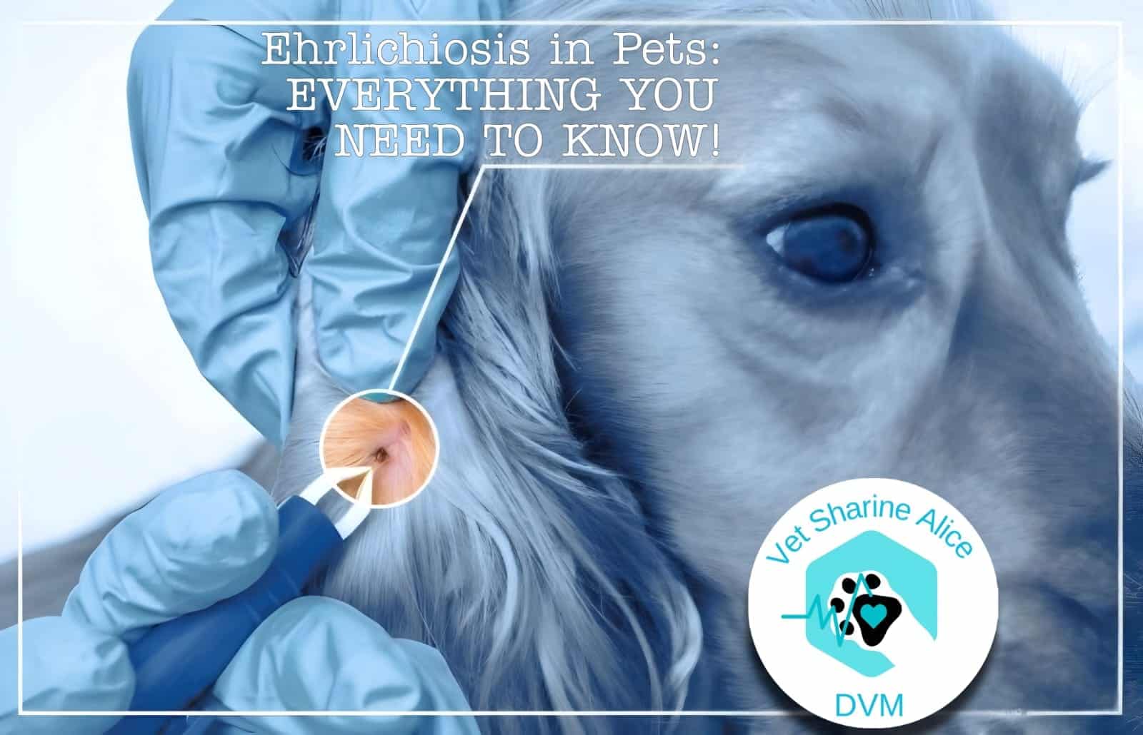 Erlichia in dogs