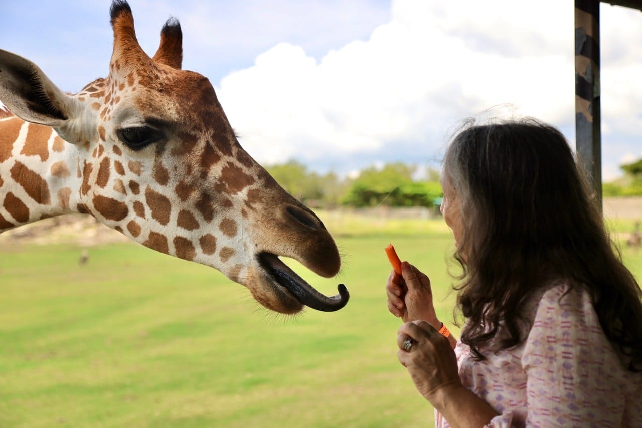 giraffe