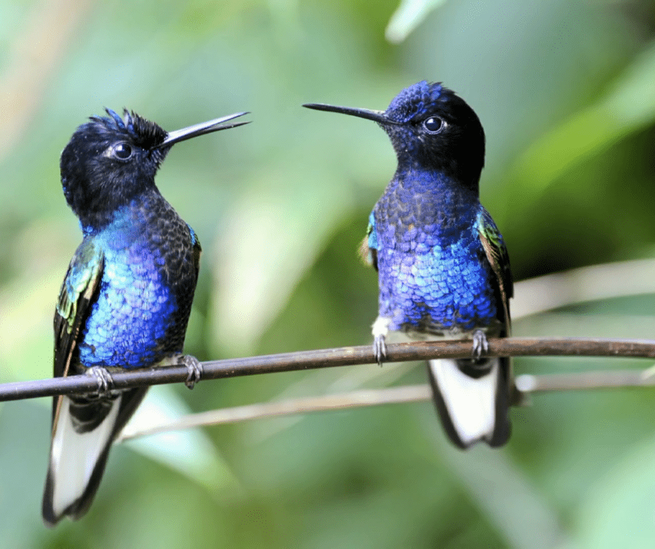 Humming Birds