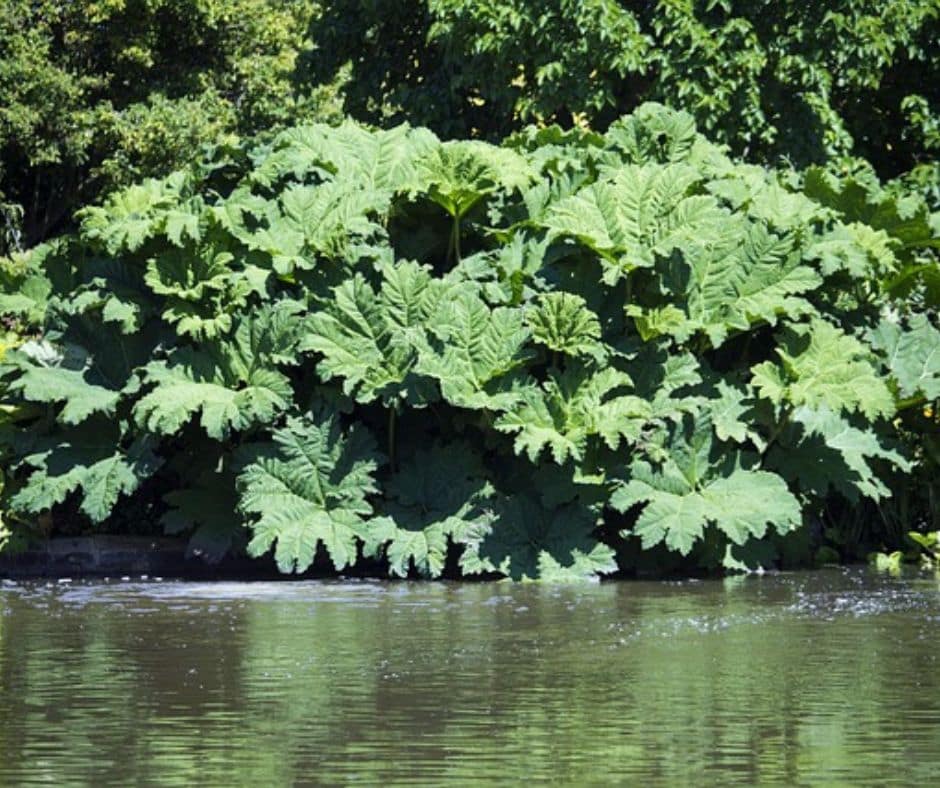 dinasour Plant
