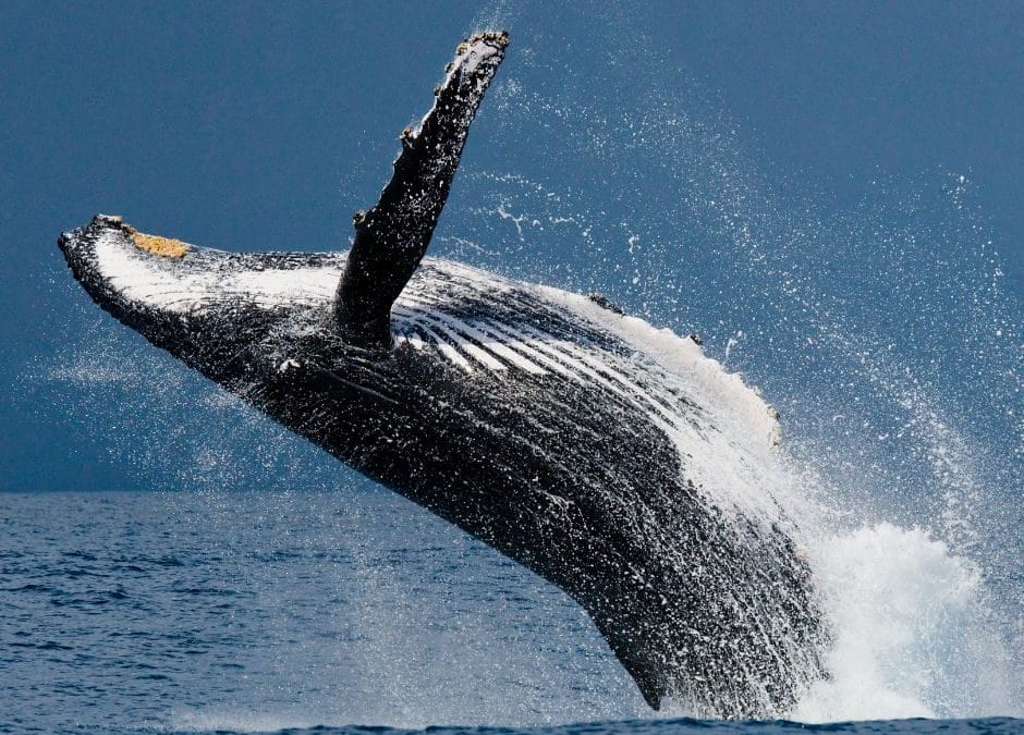 Whale Watching in Costa Rica: A Front-Row Seat to Nature’s Giants