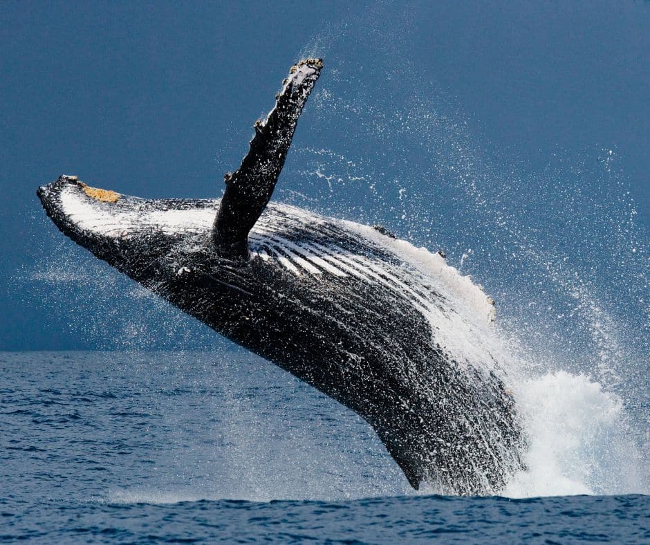 Whale Watching Costa Rica